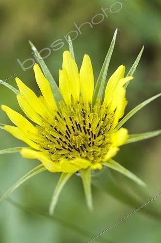 Biosphoto | 1127740 | Yellow flower in a garden of the Somme France | &copy; Marc Chatelain / Biosphoto