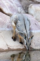 Biosphoto | 2496655 | Yellow-footed rock-wallaby, Petrogale xanthopus, in the Flinders Ranges National Park in the outback of South Australia. Australien, South Australia | &copy; Martin Zwick / Biosphoto