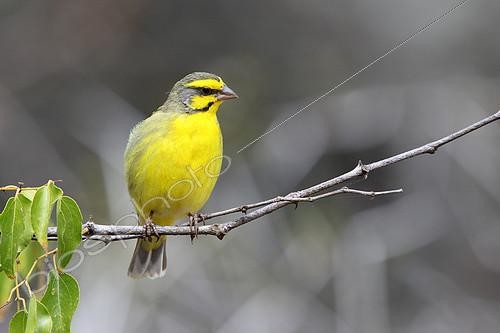 Biosphoto | 2072425 | Yellow-fronted Canary (Serinus mozambicus) male on a branch, South Africa | &copy; Jean Mayet / Biosphoto