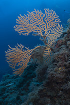 Biosphoto | 2622383 | Yellow gorgonian (Eunicella cavolini). Site de la Piscine. The Sea Lion. Var. France. | &copy; Jean Cassou / Biosphoto