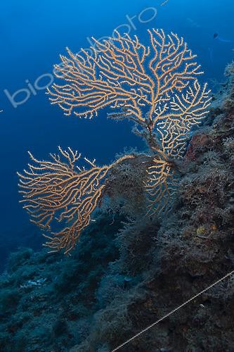 Biosphoto | 2622383 | Yellow gorgonian (Eunicella cavolini). Site de la Piscine. The Sea Lion. Var. France. | &copy; Jean Cassou / Biosphoto