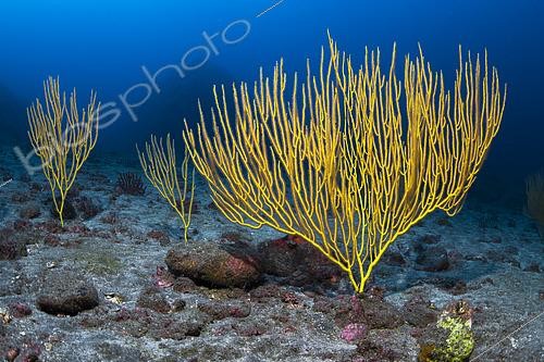 Biosphoto | 2615240 | Yellow gorgonian (Leptogorgia viminalis) at a depth of 40 meters. North of La Gomera. Underwater seabeds of the Canary Islands. | &copy; Sergio Hanquet / Biosphoto