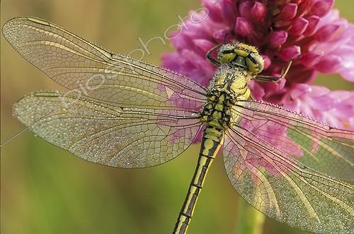 Biosphoto | 180476 | Yellow-legged clubtail on a Pyralidal orchid Switzerland | &copy; André Maurer / Biosphoto