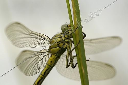Biosphoto | 1924563 | Yellow-legged Clubtail on a rod at dawn - Aquitaine France | &copy; Bernard Dubreuil / Biosphoto