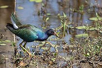 Biosphoto | 1258409 | Yellow-legged gallinule mooking for food Brazil | &copy; Jean Mayet / Biosphoto