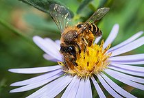 Biosphoto | 2444119 | Yellow-legged Mining Bee (Andrena flavipes) female on Aster (Aster sp), solitary bees, Vosges du Nord Regional Natural Park, France | &copy; Michel Rauch / Biosphoto