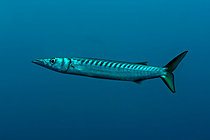Biosphoto | 2622381 | Yellow-mouthed barracuda (Sphyraena viridensis). Le Sentier. The Sea Lion. Saint-Raphaël. Var. France. | &copy; Jean Cassou / Biosphoto
