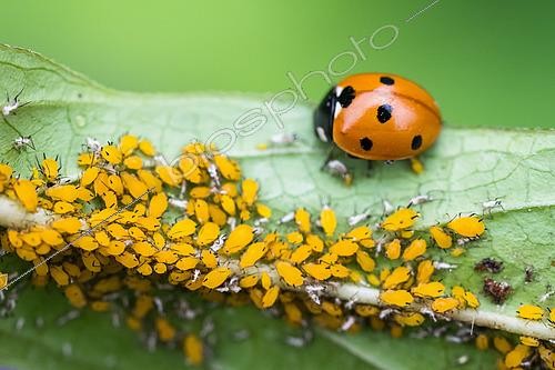 Biosphoto | 2617932 | Yellow oleander aphid (Aphis nerii) and seven-spotted ladybug (Coccinella septempunctata), a predator of aphids, Jardin des Plantes in front of the National Museum of Natural History, Paris, France. | &copy; Stéphane Vitzthum / Biosphoto