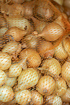 Biosphoto | 2621502 | Yellow Onion (Allium cepa) 'Paille des Vertus' sets | &copy; Marie Aymerez / Biosphoto