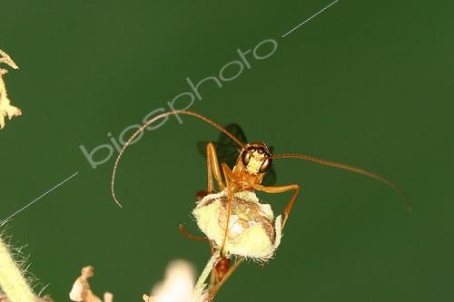 Biosphoto | 472396 | Yellow Ophion Midi-Pyrénées France | &copy; Jacques Rosès / Biosphoto