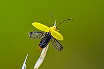 Biosphoto | 2585437 | Yellow rockrose (Cteniopus sulphureus) elytra raised, limestone lawn, ENS Plateau d'Ecrouves, Lorraine, France | &copy; Stéphane Vitzthum / Biosphoto
