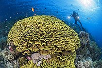 Biosphoto | 2583302 | Yellow scroll coral, coral lettuce (Turbinaria reniformis). Coral reef. Ras Muhammad National Park (Sharm Al Sheikh - Raas Mohammed) and Tiran Strait. Red Sea, Egypt. | &copy; Sergio Hanquet / Biosphoto