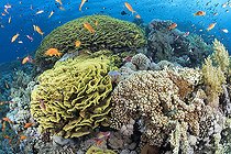 Biosphoto | 2583311 | Yellow scroll coral, coral lettuce (Turbinaria reniformis). Coral reef. Ras Muhammad National Park (Sharm Al Sheikh - Raas Mohammed) and Tiran Strait. Red Sea, Egypt. | &copy; Sergio Hanquet / Biosphoto