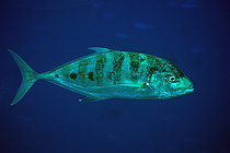 Biosphoto | 2608752 | Yellow-spotted Trevally (Turrum fulvoguttatus), Tank Rock dive site, Fiabacet Island, Misool, Raja Ampat, West Papua, Indonesia | &copy; Colin Marshall / Biosphoto