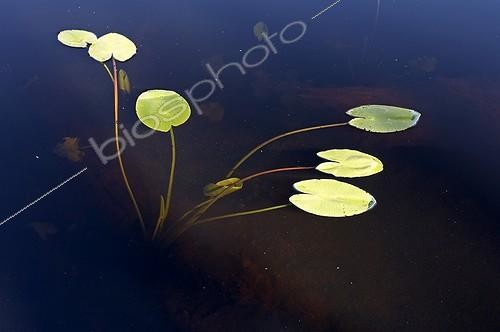 Biosphoto | 911049 | Yellow Water Lily in a lake Skuleskogen Park Sweden  | &copy; David Allemand / Biosphoto