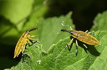 Biosphoto | 2492850 | Yellow Weevil (Lixus paraplecticus) on a leaf, Vosges du Nord Regional Nature Park, France | &copy; Michel Rauch / Biosphoto