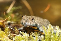 Biosphoto | 1249040 | Yellow–bellied Toad in summer France | &copy; Jean-François Noblet / Biosphoto