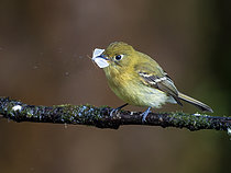 Biosphoto | 2608946 | Yellowish Flycatcher (Empidonax flavescens), preying on moth, Chiriqui Highlands, Panama | &copy; Ignacio Yufera / Biosphoto