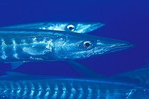 Biosphoto | 981059 | Yellowtail Barracuda, Ras Mohammed, Sinai, Red Sea, Egypt | &copy; Borut Furlan / WaterFrame / Biosphoto
