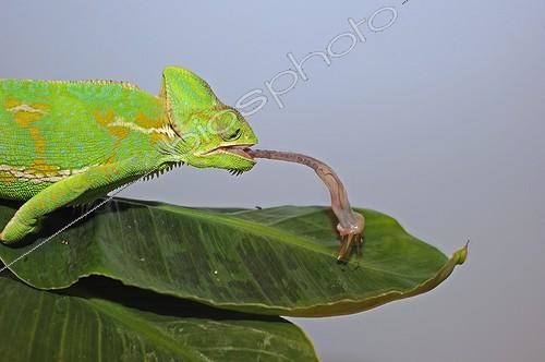 Biosphoto | 1290996 | Yemen Veiled chameleon capturing a Locust  | &copy; Régis Cavignaux / Biosphoto