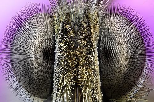 Biosphoto | 2565385 | Yeux de Tircis (Pararge aegeria). Focus stacking de 160 images. | &copy; Alberto Ghizzi Panizza / Biosphoto