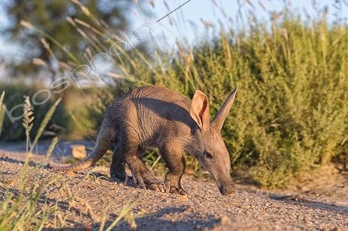 Biosphoto | 2009150 | Young Aardvark looking for termites in Namibia | &copy; Martin Harvey / Biosphoto