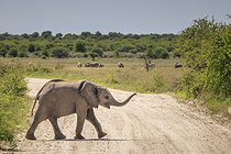Biosphoto | 2601891 | Young African elephant (Loxodonta africana) crossing a track in Etosha Park, Namibia, Africa | &copy; Alain Roux / Biosphoto