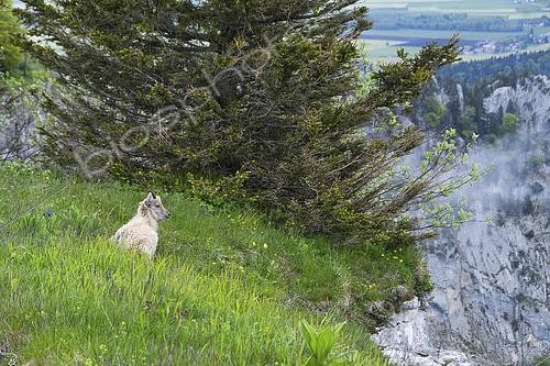 Biosphoto | 2602383 | Young Alpine Ibex (Capra ibex) alone after a rain shower near a cliff, Creux du Van, Switzerland | &copy; Monique Morin / Biosphoto