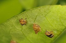 Biosphoto | 1252600 | Young beetles in a bay leaf France | &copy; Thierry Van Baelinghem / Biosphoto