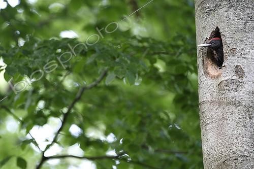Biosphoto | 948541 | Young Black Woodpecker at nest and waiting for food France | &copy; Thierry Reminiac / Biosphoto
