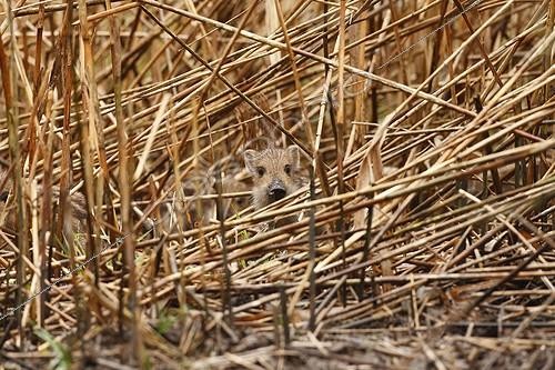 Biosphoto | 2008365 | Young Boar in a reed bed - Alsace France | &copy; Christophe Ravier / Biosphoto