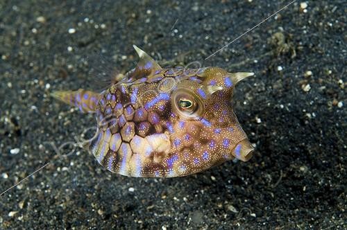Biosphoto | 742031 | Young Boxfish swimming near the sandy bottom Sulawesi | &copy; Didier Brandelet / Biosphoto