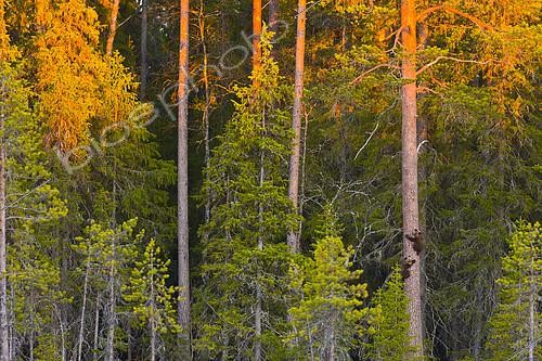 Biosphoto | 2088891 | Young Brown Bear (Ursus arctos) climbing a tree to protect the approach of a male, Finland | &copy; Juan-Carlos Muñoz / Biosphoto