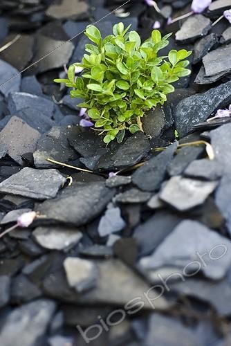 Biosphoto | 1127842 | Young Buis amid a slate mulch France  | &copy; Marc Chatelain / Biosphoto