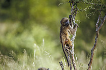 Biosphoto | 2609594 | Young Chacma baboon (Papio ursinus) hanging with herb in mouth branch in greater Kruger National park, South Africa | &copy; Patrice Correia / Biosphoto