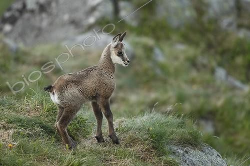 Biosphoto | 2008357 | Young Chamois on rock - Vosges Massif Hohneck France  | &copy; Christophe Ravier / Biosphoto