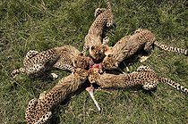 Biosphoto | 1402798 | Young Cheetahs eating a Gazelle Masai Mara Kenya | &copy; Michel Bureau / Biosphoto