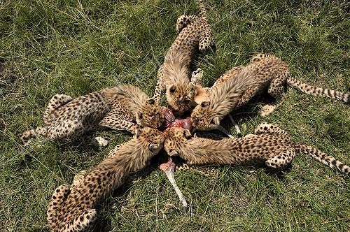 Biosphoto | 1402798 | Young Cheetahs eating a Gazelle Masai Mara Kenya ; Age: 7 months  | &copy; Michel Bureau / Biosphoto