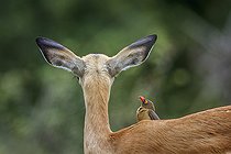 Biosphoto | 2586623 | Young Common Impala (Aepyceros melampus) with oxpecker grooming in Kruger National park, South Africa | &copy; Patrice Correia / Biosphoto