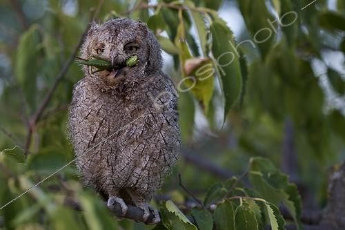 Biosphoto | 1756667 | Young Common Scops-owl eating a Bush-cricket France | &copy; Michel Gunther / Biosphoto