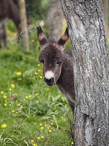 Biosphoto | 2622287 | Young Donkey (Equus asinus), behind a tree trunk, portrait, Upper Bavaria, Germany. | &copy; Konrad Wothe / imageBROKER / Biosphoto