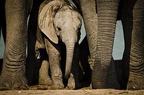 Biosphoto | 2034730 | Young Elephant at water point - Addo Elephant South Africa  | &copy; Anne Claire Monna / Biosphoto