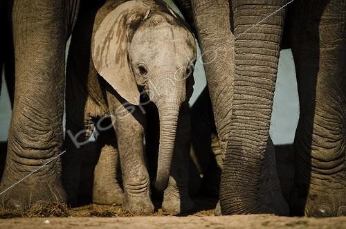 Biosphoto | 2034730 | Young Elephant at water point - Addo Elephant South Africa  | &copy; Anne Claire Monna / Biosphoto