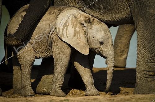 Biosphoto | 2034731 | Young Elephant at water point - Addo Elephant South Africa  | &copy; Anne Claire Monna / Biosphoto