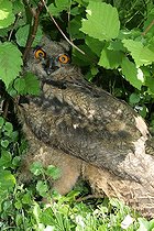 Biosphoto | 1247185 | Young Eurasian Eagle-owl in the spring Voreppe France | &copy; Jean-François Noblet / Biosphoto