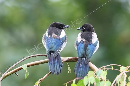 Biosphoto | 2461505 | Young Eurasian Magpies (Pica pica) on a branch in spring from the back, head to head, Finistère, France | &copy; Jean Mayet / Biosphoto