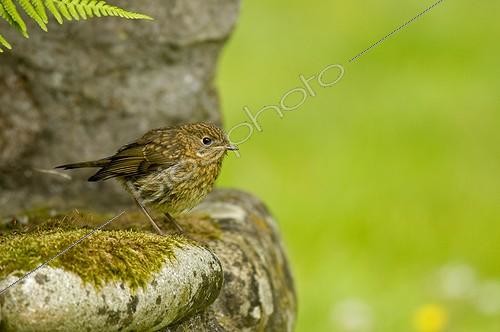 Biosphoto | 627060 | Young European Robin on rock France | &copy; Gérard Soury / Biosphoto