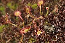 Biosphoto | 894453 | Young Frog and Sundew in Bog Vosges France | &copy; Denis Bringard / Biosphoto