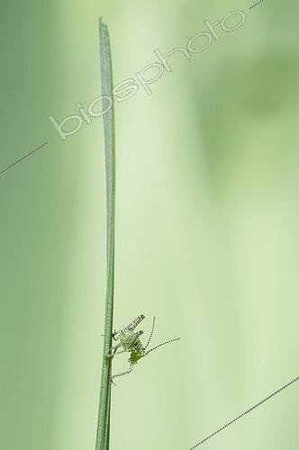Biosphoto | 1880208 | Young Grasshopper on a leaf Lorraine France | &copy; Stéphane Vitzthum / Biosphoto