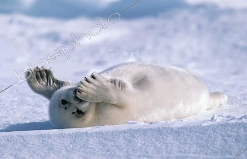 Biosphoto | 149725 | Young Harp Seal laid down in snow Canada ; Gulf of St. Lawrence. | &copy; Martin Harvey / Biosphoto